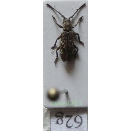 Apomecyna nigritarsis Gahan, 1900 Philippines62g